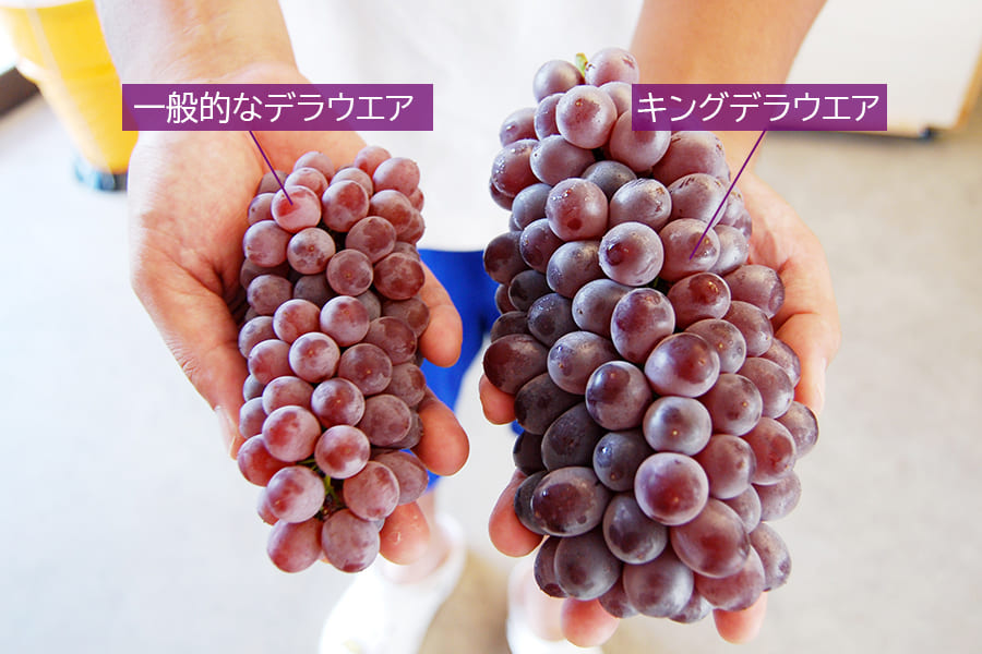 松田さんのぶどうキングデラウェア約1.8kg(5~10房程度)