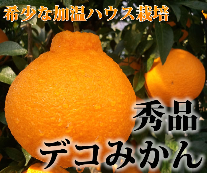 柑橘の王様デコポン