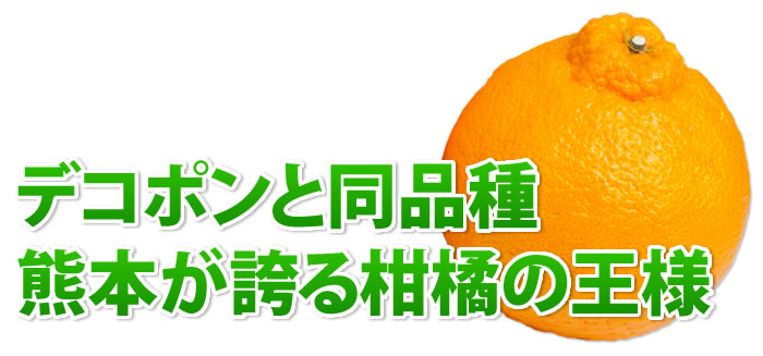 デコポンと同品種 柑橘の王様