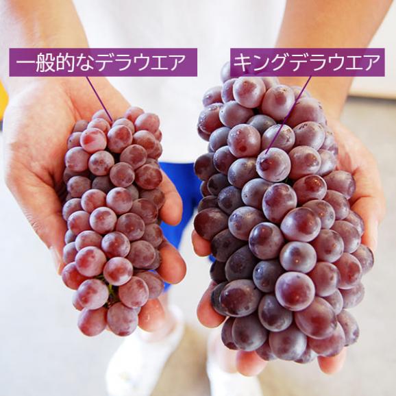 2025年4月頃～予約開始予定|松田さんのぶどうキングデラウェア約1.8kg(5～10房程度)02