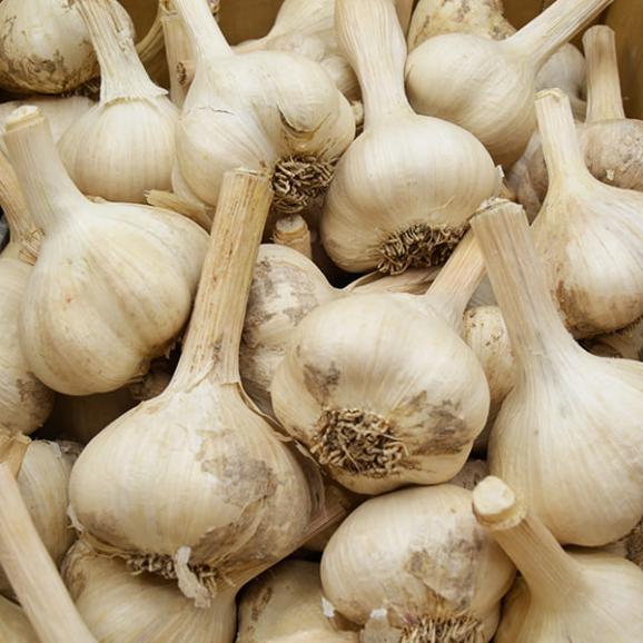 《根・土つき》山形の生にんにく約1kg02