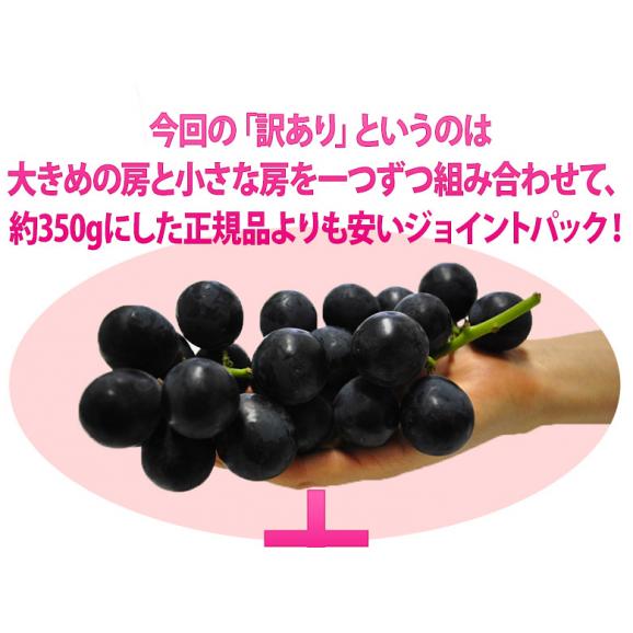 長野県産　巨峰 約350g×5パック 約1.75kg ちょっと訳あり ※常温 送料無料02