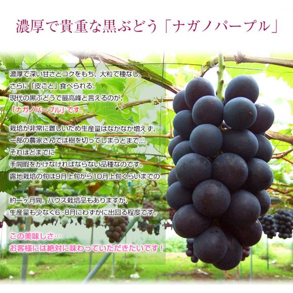 『ナガノパープル』 2房 合計約800g 長野県産 ぶどう 簡易箱 ※冷蔵 送料無料02