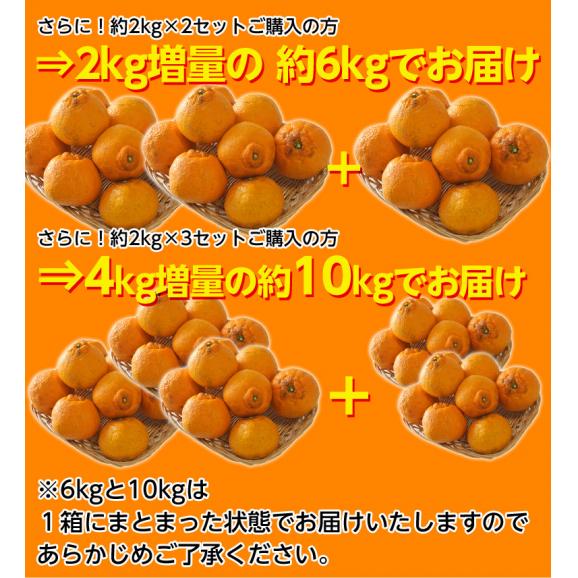 訳あり品 長崎県産　デコポン 約2kg（目安として8～12玉程度）送料無料 ≪2箱購入で1箱分増量、3箱購入で2箱分増量≫　常温02