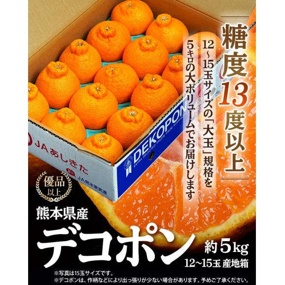 デコポン 熊本県産 優品以上 大玉 約5kg（12〜15玉）産地箱 ※常温　送料無料　熊本デコポン 柑橘02