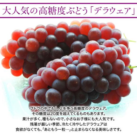 山形県産　デラウェア　約2kg　9～12房　2～3L　※冷蔵　送料無料02