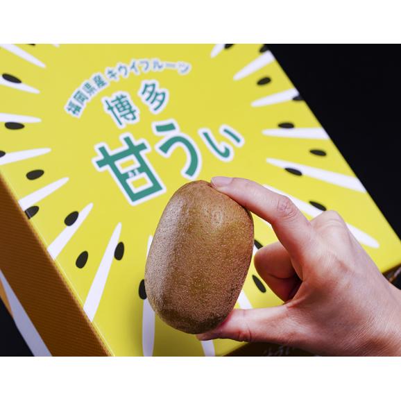 『博多甘うぃ（あまうぃ）』 福岡県産 キウイフルーツ 5L 大玉限定 約1.4kg （9玉） 化粧箱 ※常温02