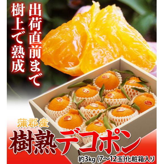 JA蒲郡市 葉付き 樹熟デコポン 愛知県産 秀 2～5L 約3kg （7～12玉） 化粧箱 風袋込 ※常温 送料無料02