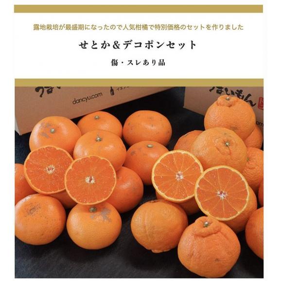 せとか ＆ デコポン セット ご自宅用 傷・スレあり品 計約4kg (各約2kg） 簡易箱 ※常温　送料無料02