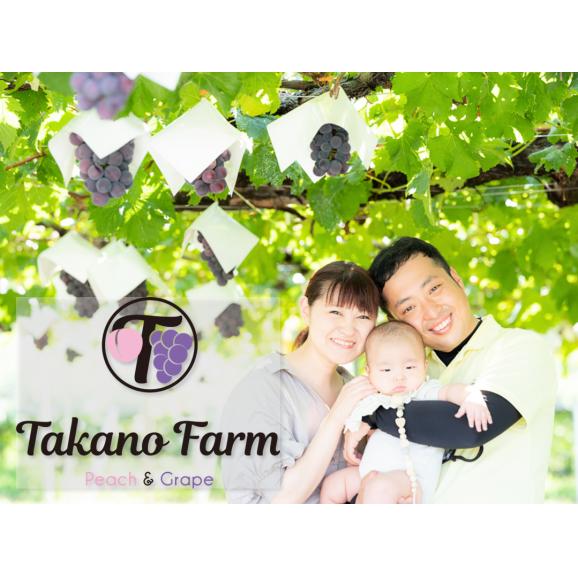 Takano Farmの樹上完熟シャインマスカット 約2kg（2～5房) 2024年 ギフト 山梨県産 葡萄 ぶどう ブドウ 農家直送 プレゼント 御礼 お祝い 02