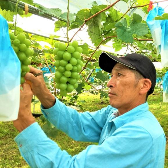 糖度20度以上_2房（1.2kg以上）_フルーツの町の”飛び切り級”シャインマスカット_宮崎県都農町矢野農園より02