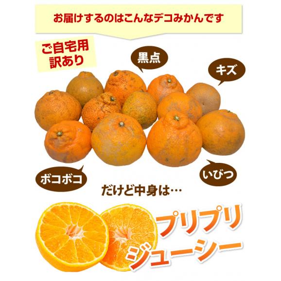 訳あり デコみかん 箱込10kg 内容量9kg+補償分500g 送料無料 3月中旬〜下旬ごろより順次出荷開始 デコポン と 同品種 ご自宅用02