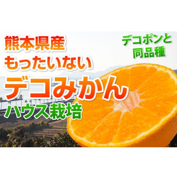 デコみかん 訳あり 熊本県産 1.5kg ハウス栽培 複数購入で特典満載 デコポンと同品種 ミカン 蜜柑02