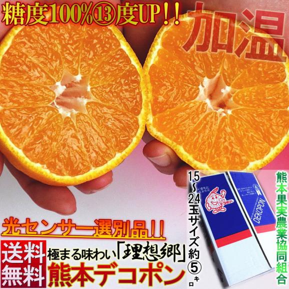 デコポン しらぬい 約5kg 15～24玉 熊本県産 贈答規格 JA熊本経済連 光センサー選果・糖度13度以上限定 糖度保証で確かな味！栽培適地で育てた本場の美味しさ02