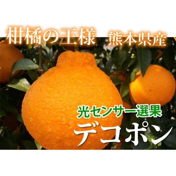 デコポン 光センサー選果 送料無料 秀品約2kg DEKOPON ハウス栽培 熊本県産 御歳暮 ギフト 不知火 フルーツ お取り寄せ みかん 蜜柑 ミカン02