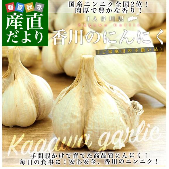 香川県から産地直送 JA香川県 ニンニク ご家庭用 約2キロ (目安として50玉前後) 送料無料  香川にんにく 大蒜 葫 讃岐 さぬき02