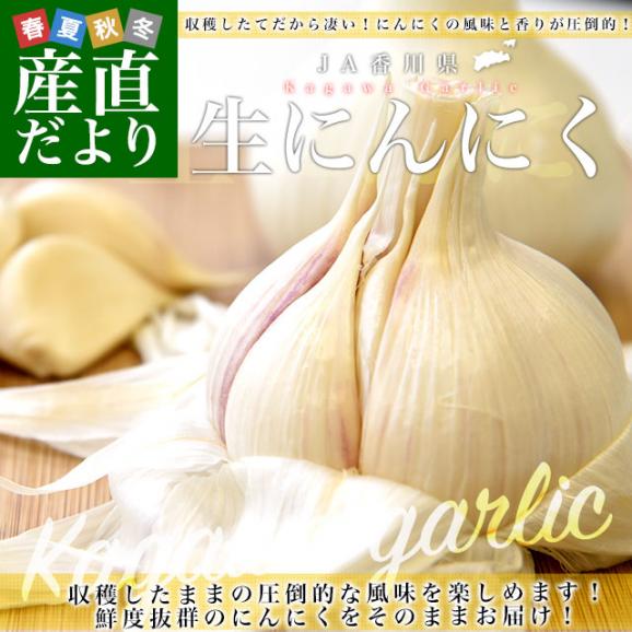 香川県より産地直送 JA香川県 生にんにく 2キロ (20玉から40玉前後) 送料無料 生ニンニク 大蒜 葫 香川にんにく02