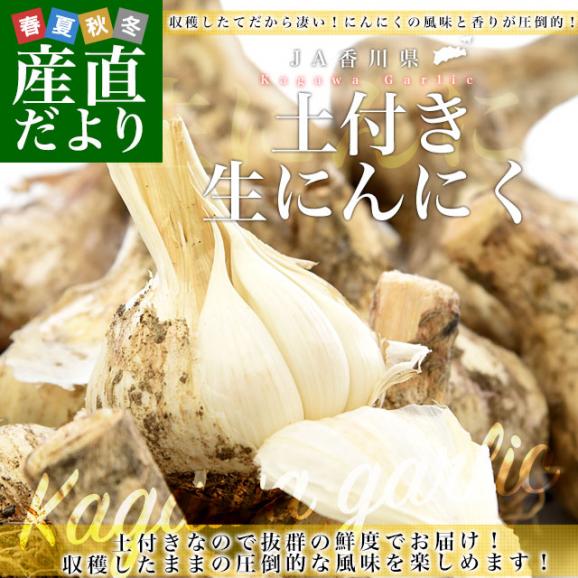 香川県より産地直送 JA香川県 生にんにく 土付き 2キロ (20玉～40玉前後) 送料無料 生ニンニク 大蒜 葫 香川にんにく02