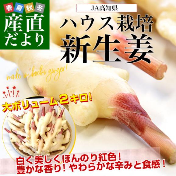 高知県産 JA高知県 ハウス栽培 新生姜 約2キロ Ｌサイズ 送料無料 ショウガ 生姜 ガリ 漬物 市場発送 クール便02