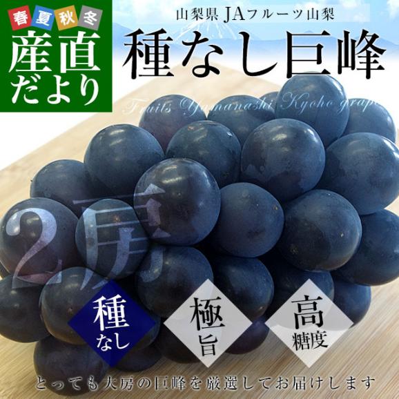 山梨県より産地直送 JAフルーツ山梨 種なし巨峰 秀品 大房2房入り化粧箱 (約550g×2房) 送料無料 葡萄 ぶどう　お中元　夏ギフト02