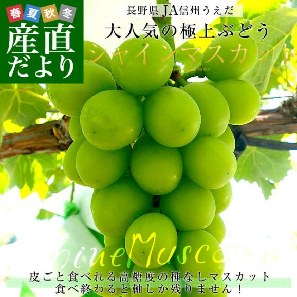 送料無料 長野県より産地直送 JA信州うえだ シャインマスカット 合計1.2キロ（大房2房入り）ぶどう 葡萄02
