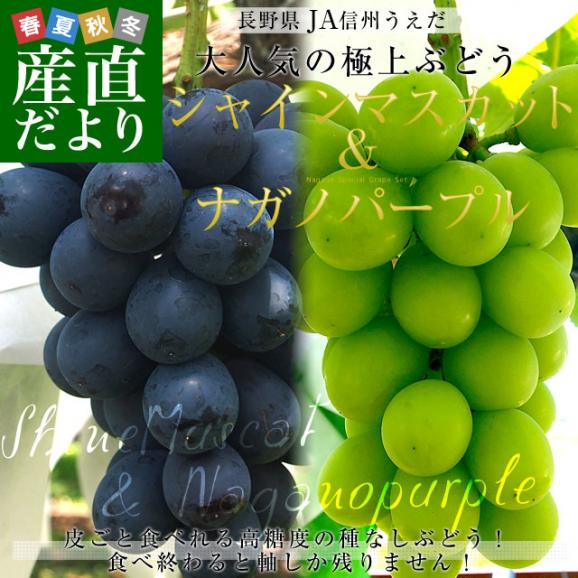 長野県より産地直送 JA信州うえだ ナガノパープルとシャインマスカット 各1房入 化粧箱 1キロ(約500g×2房) ぶどう 葡萄 ※クール便02