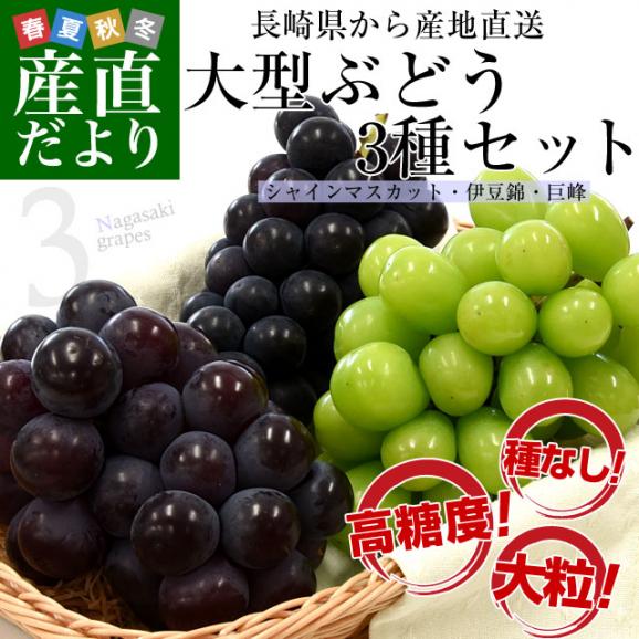 送料無料 長崎県より産地直送 大型ぶどう3種セット 合計1.5キロ (シャインマスカット・伊豆錦・巨峰×各1房） 葡萄 ぶどう02