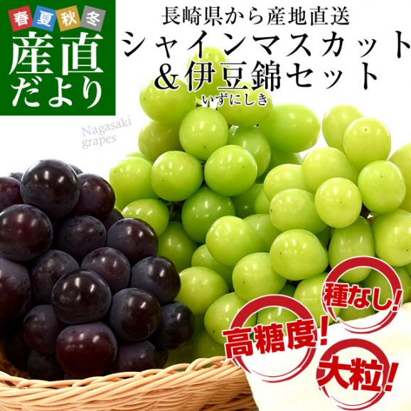 長崎県より産地直送 JA長崎せいひ 大型ぶどう3房セット 合計約1.5キロ (シャインマスカット×2房・伊豆錦×1房) 送料無料　クール便　葡萄 ぶどう いずにしき02