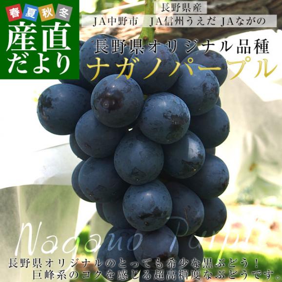 長野県産　ナガノパープル　約1キロ（2房入り）黒ぶどう　葡萄　ブドウ　ぶどう　送料無料　クール便02