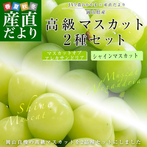 岡山県産 高級マスカット2種セット シャインマスカット（600g前後）＆アレキサンドリア（500g前後）計2房＋マスキャット（ぬいぐるみ）のおまけ付 送料無料 市場発送 ブドウ ぶどう 葡萄　クール便02