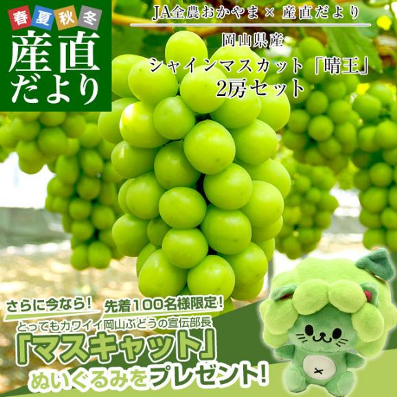 岡山県産 シャインマスカット「晴王」2房セット 約1.2キロ(約600g×2房）＋マスキャット（ぬいぐるみ）のおまけ付 送料無料 市場発送 ブドウ ぶどう 葡萄 クール便02