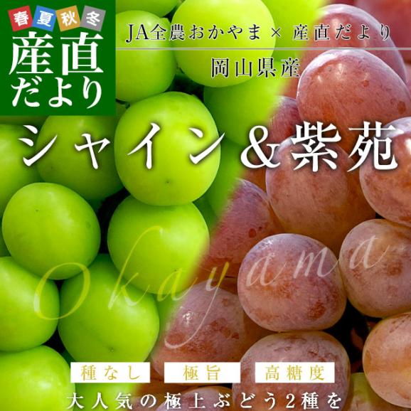 JA全農おかやま協賛 岡山県産 シャインマスカット「晴王」＆紫苑セット 青秀品 (約600g×2房）送料無料 市場発送　クール便　葡萄　ぶどう　はれおう　しえん02