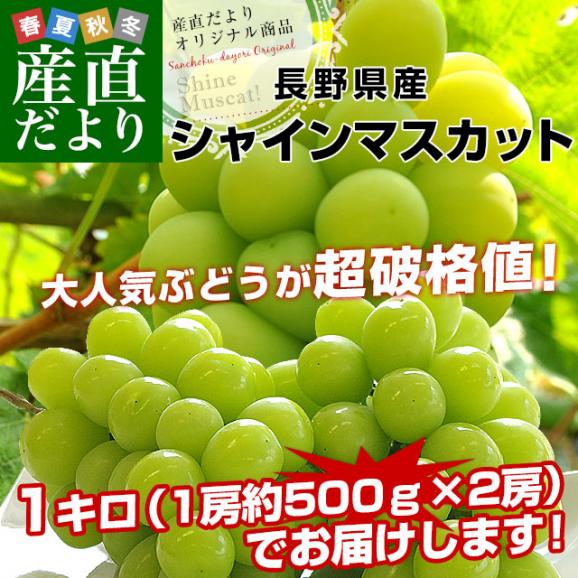 長野県産 シャインマスカット　約1キロ（2房）送料無料 ぶどう ブドウ 種なしぶどう　市場発送02