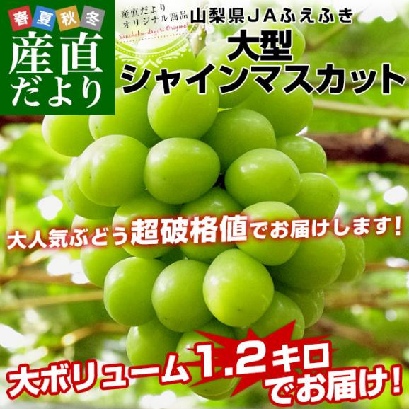 山梨県産　JAふえふき 大型シャインマスカット約1.2キロ（2房）送料無料 ぶどう ブドウ 種なしぶどう  クール便発送02