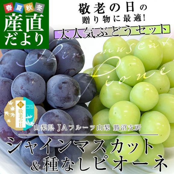 【遅れてごめんね敬老の日ギフト】山梨県産 JAフルーツ山梨 勝沼のシャインマスカット＆種なしピオーネ 各1房入り 合計900g以上 送料無料 ブドウ ぶどう 葡萄 メッセージカード付き クール便02