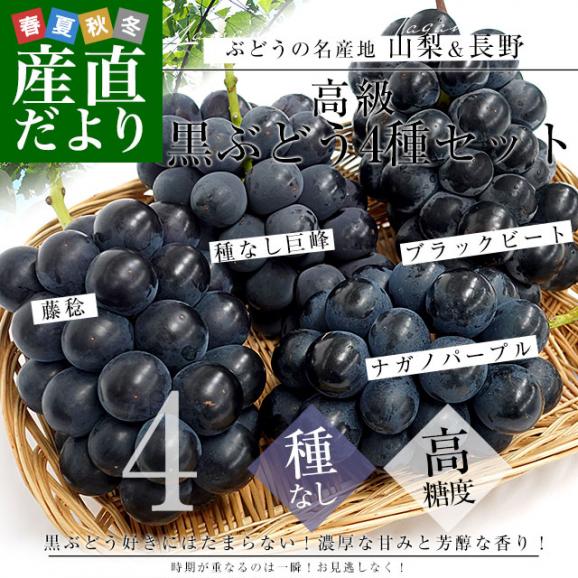 山梨県産・長野県産 黒ぶどう4種セット 約1.8キロ（ブラックビート、巨峰、藤稔、ナガノパープル×各種1房）送料無料 ぶどう ブドウ 葡萄 市場発送 クール便02