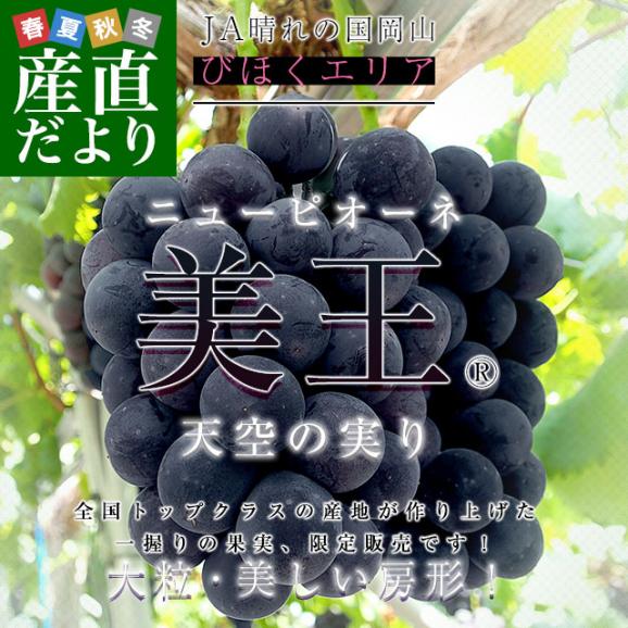 岡山県産 JA晴れの国岡山 びほくエリア ニューピオーネ 天空の実り「美王(R)」約1.2キロ(2房) 送料無料 ブドウ 葡萄 種なしぶどう  ※クール便02