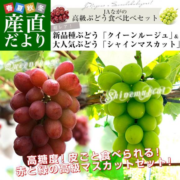 長野県より産地直送 JAながの 究極の食べ比べ！ 高級ぶどうセット約900ｇ （クイーンルージュ＆シャインマスカット各１房）送料無料 ぶどう 葡萄02