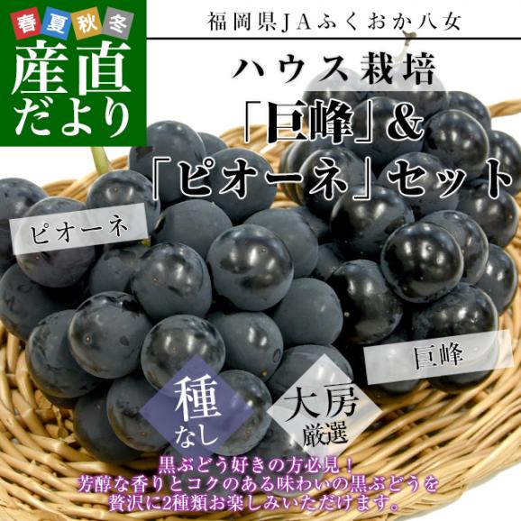 福岡県 JAふくおか八女 ハウス栽培 巨峰＆ピオーネセット 約1キロ(500g×各1房) 秀品黒ぶどう 葡萄 ブドウ クール便 送料無料02