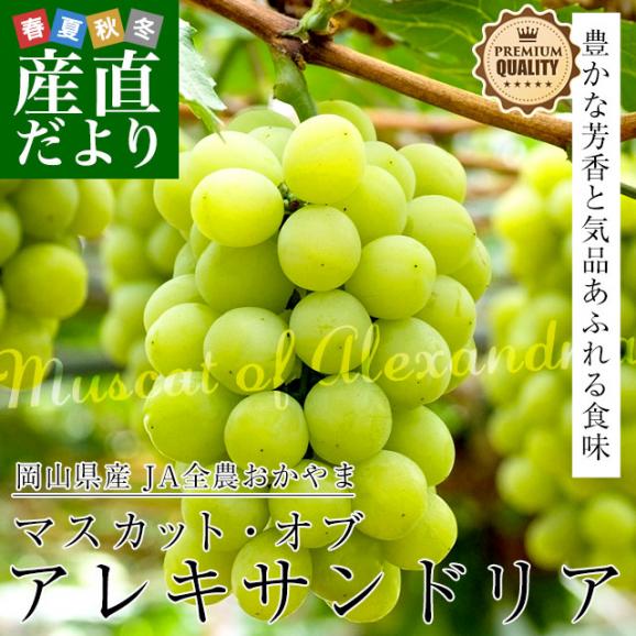 岡山県産　JA全農おかやま マスカット・オブ・アレキサンドリア 赤秀 大房 1房化粧箱（750g）葡萄 ぶどう あれき クール便発送 お中元 ギフト02