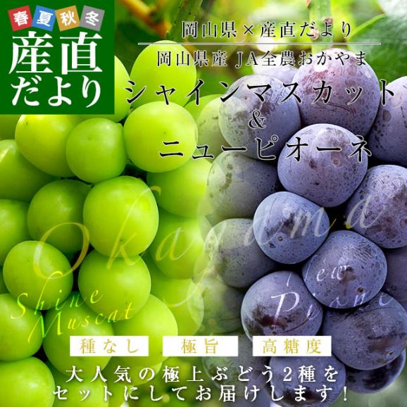 岡山県産　JA全農おかやま シャインマスカット＆ニューピオーネセット 優品以上 大房 合計 約1.2キロ (2房）ぶどう ※クール便02
