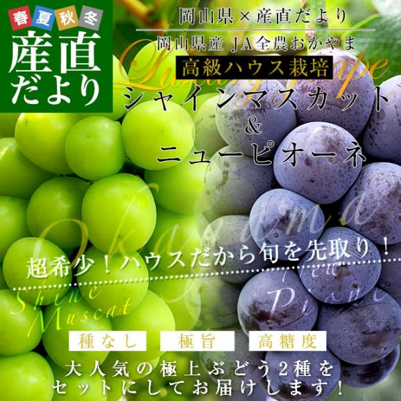岡山県産　JA全農おかやま 高級ハウス栽培 シャインマスカット＆ニューピオーネセット 青秀品以上 大房 合計約1.2キロ (600g前後×2房)　送料無料 ブドウ 葡萄 フルーツギフト ※クール便02