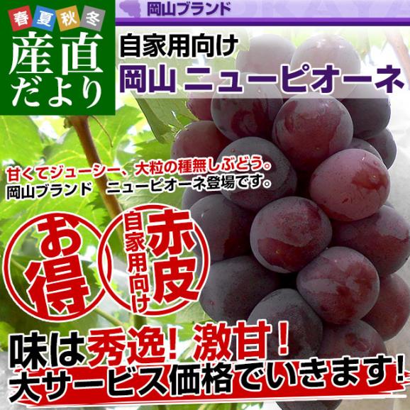 岡山県産　自家用ニューピオーネ　約1.5キロ（3房）送料無料 ぶどう 種なし黒ぶどう02