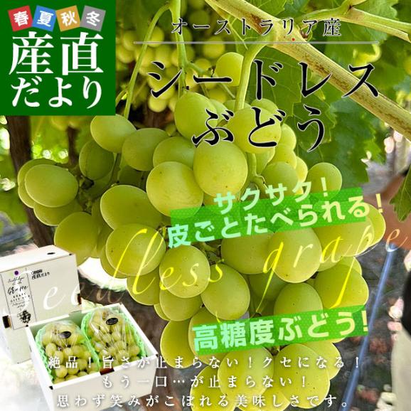 皮ごと食べられる！高糖度！シードレスぶどう オーストラリア産 約1.2キロ（約600g×2入）送料無料 種なしぶどう 輸入ぶどう 海外ぶどう02