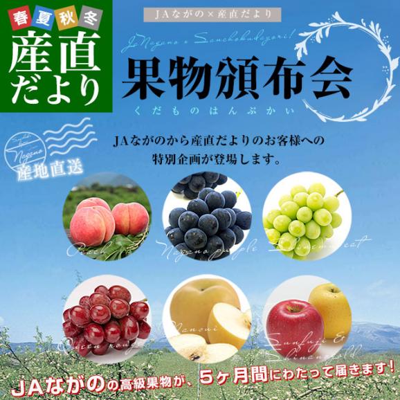 JAながの 産地直送　果実頒布会（桃・ぶどう・梨・りんご　8月から12月まで５回お届け）02
