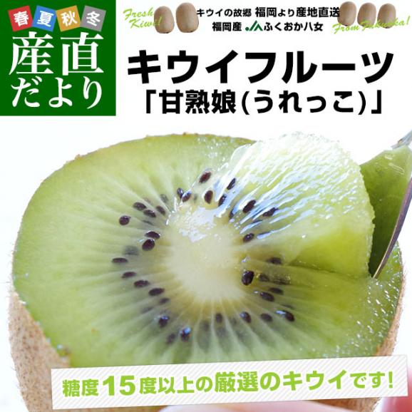 福岡県より産地直送 JAふくおか八女 キウイフルーツ 甘熟娘（うれっこ） 大玉Ｌサイズ １５玉入り化粧箱 送料無料 きうい02