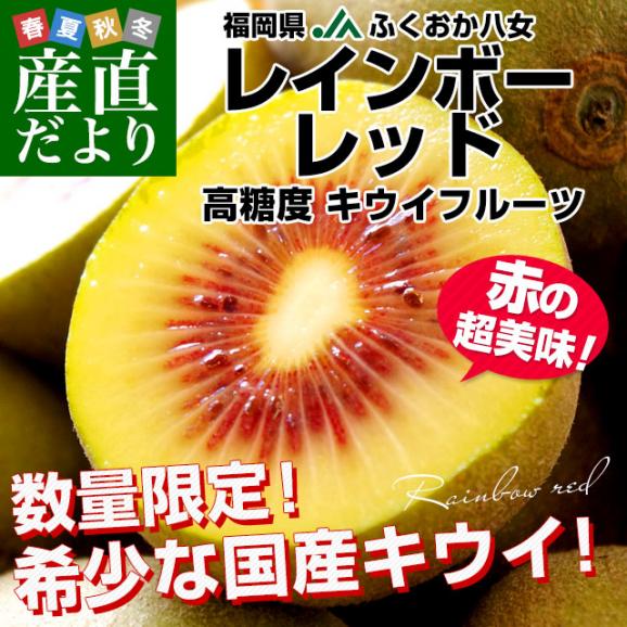 福岡県JAふくおか八女 レインボーレッドキウイ 約800g(9玉入) キウイフルーツ キウィ02