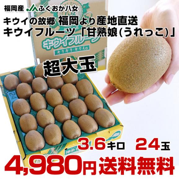 福岡県より産地直送 JAふくおか八女 キウイフルーツ 甘熟娘（うれっこ） 超大玉 ３L 約3.6キロ（24玉） 送料無料 きうい02