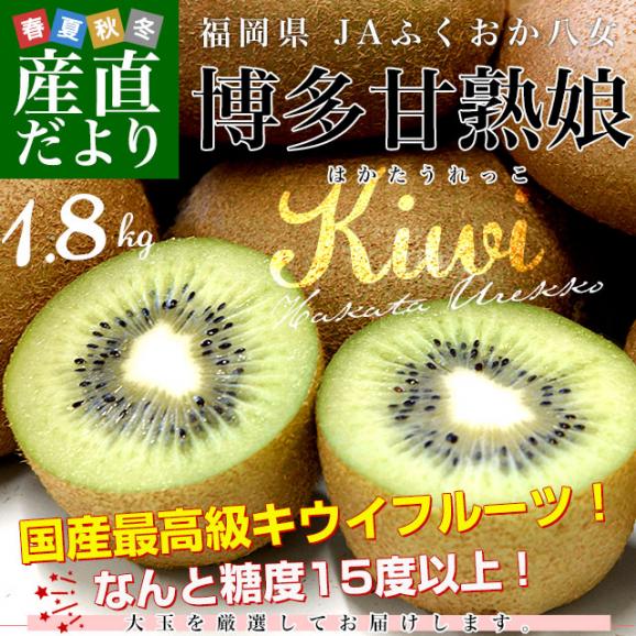 福岡県 JAふくおか八女 博多甘熟娘（はかたうれっこ）約1.8キロ (5玉から6玉×2袋) 送料無料 キウイ グリーンキウイ ヘイワード 市場発送02