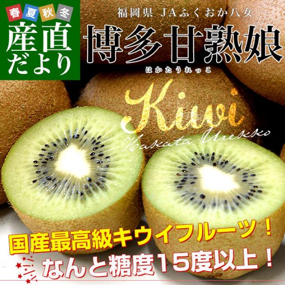 福岡県 JAふくおか八女 博多甘熟娘（はかたうれっこ）約1.5キロ（6玉から7玉×2袋） 送料無料 キウイ グリーンキウイ ヘイワード 市場発送02